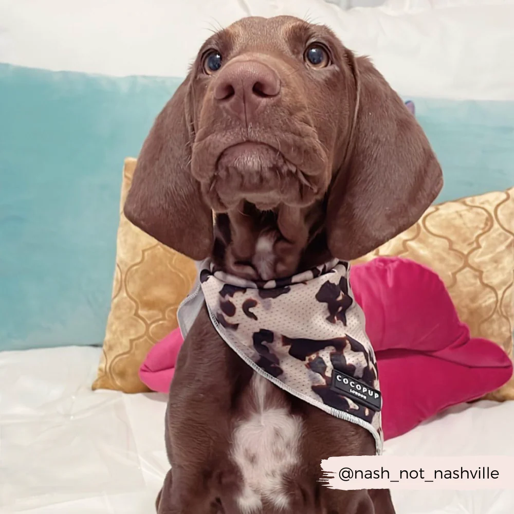 Ivory Tort Bandana - Image 4