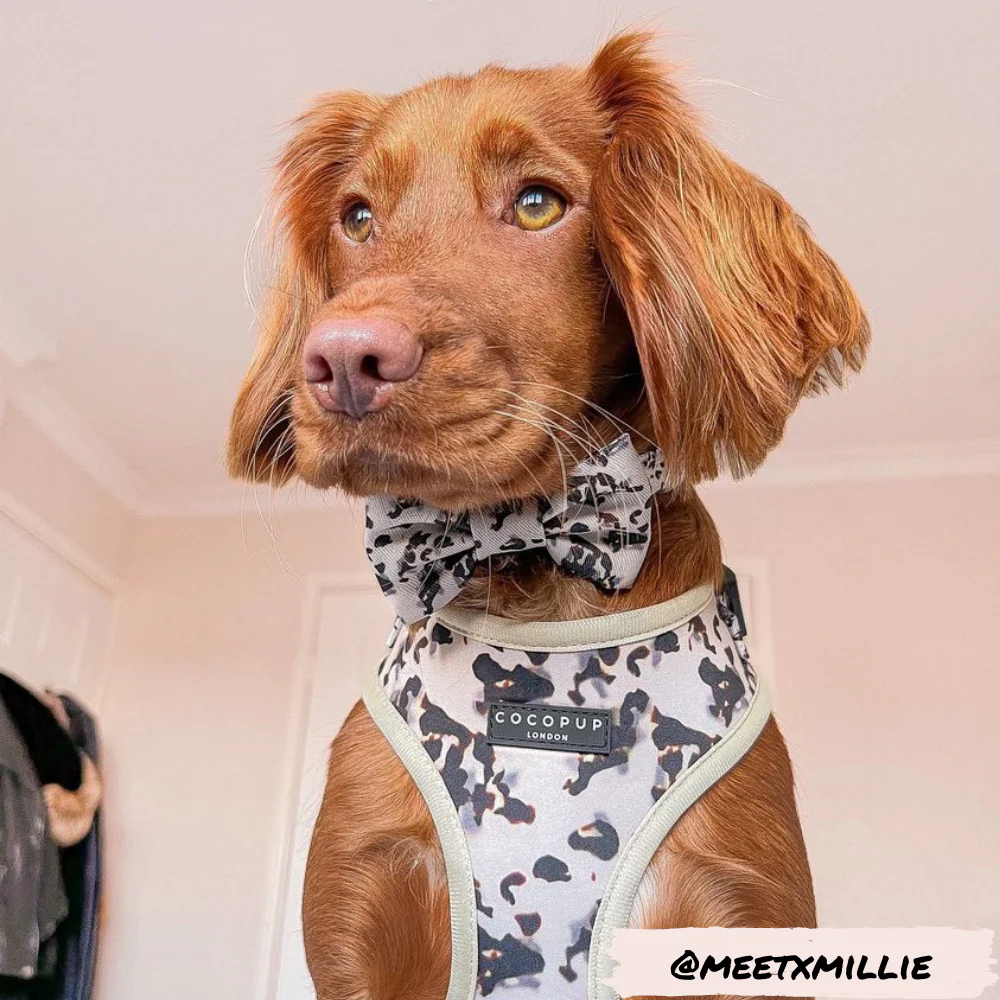 Ivory Tort Bow Tie - Image 4