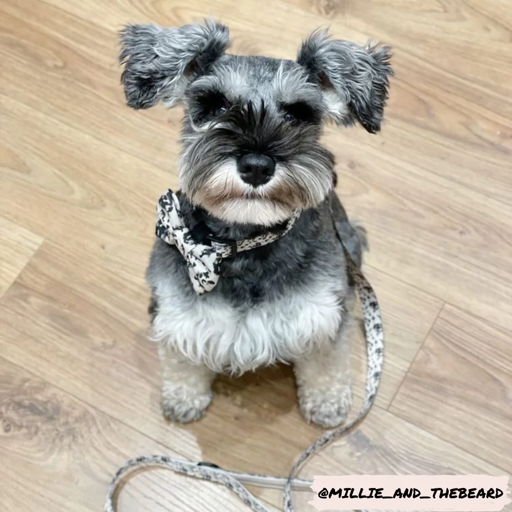 Ivory Tort Lead - Image 4