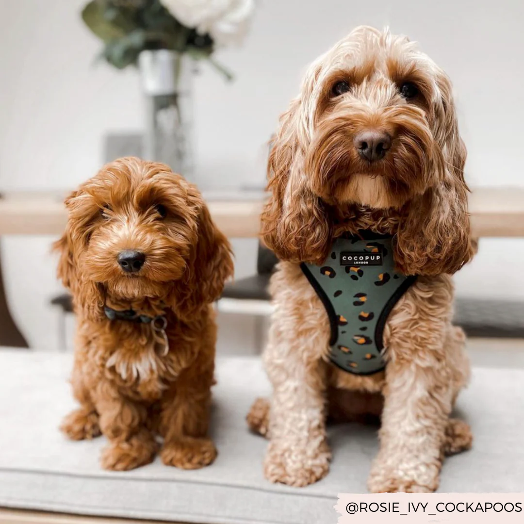 Khaki Leopard Adjustable Neck HARNESS - Image 10