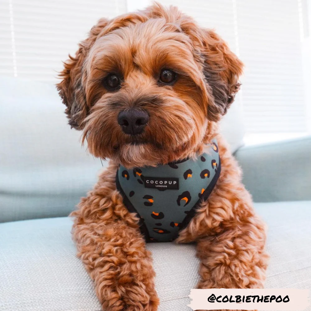 Khaki Leopard Adjustable Neck HARNESS - Image 11