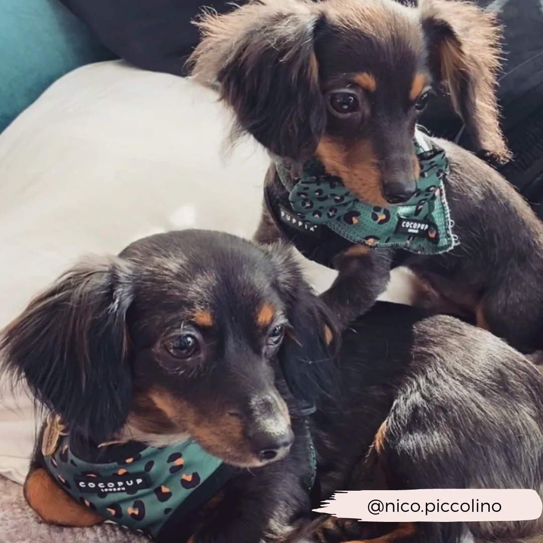 Khaki Leopard Adjustable Neck HARNESS - Image 12