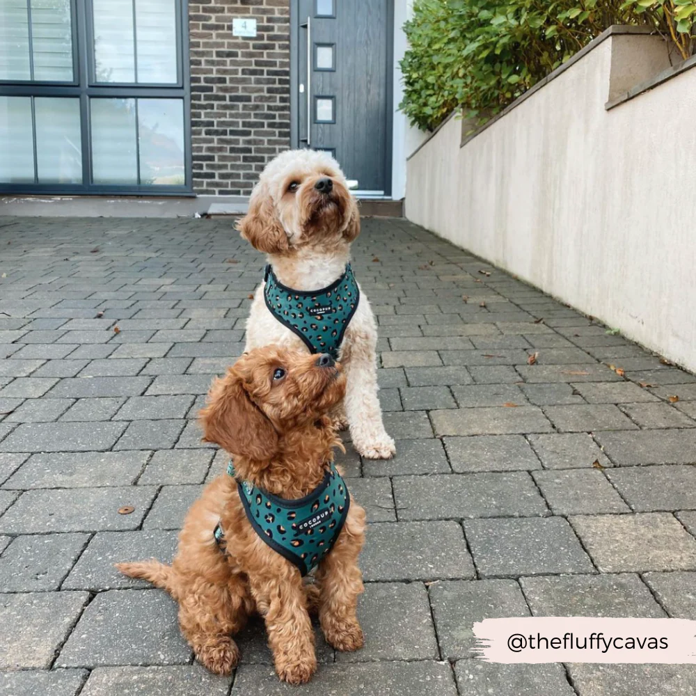 Khaki Leopard Adjustable Neck HARNESS - Image 13