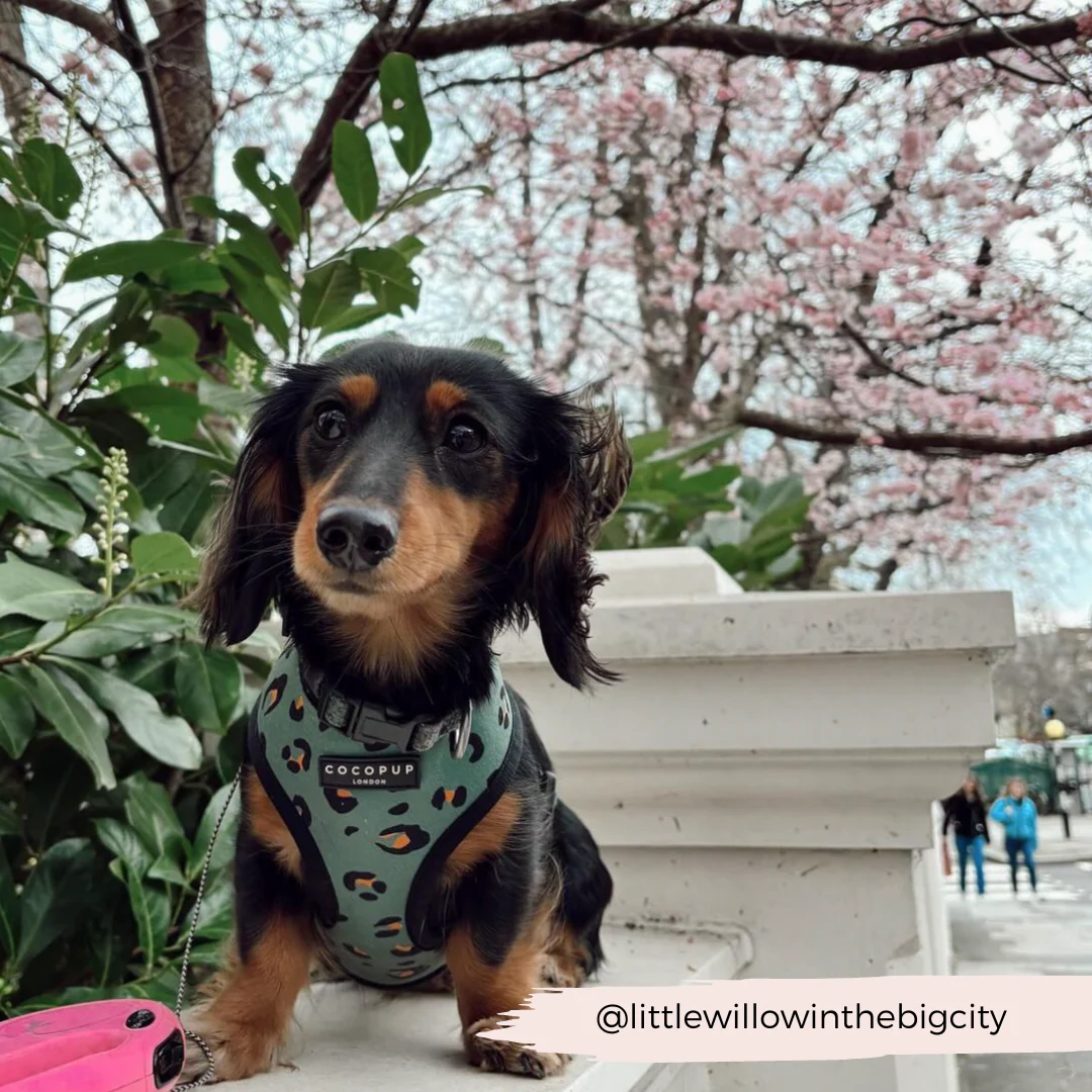 Khaki Leopard Adjustable Neck HARNESS - Image 15