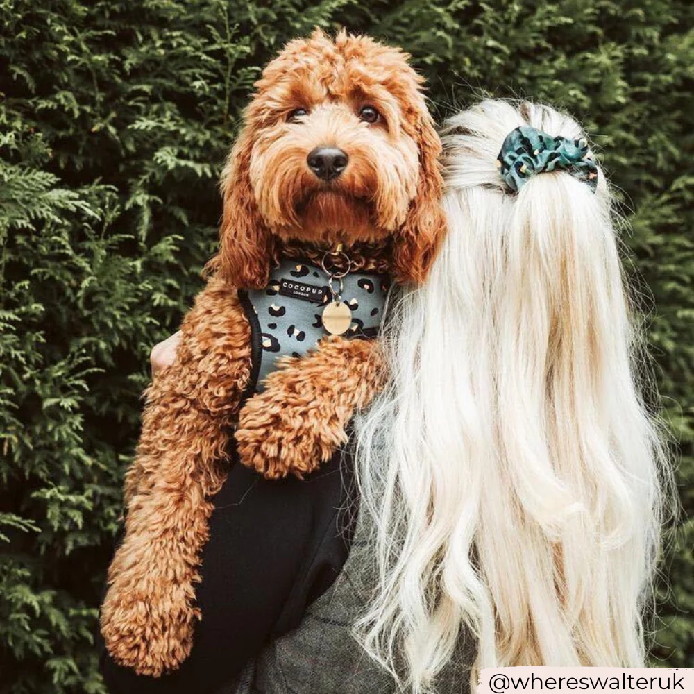 Khaki Leopard Adjustable Neck HARNESS - Image 4