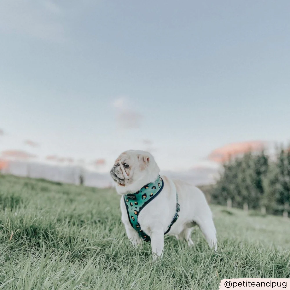 Khaki Leopard Adjustable Neck HARNESS - Image 7