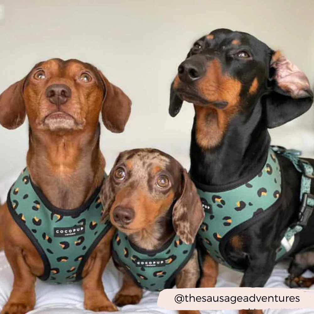 Khaki Leopard Adjustable Neck HARNESS - Image 8