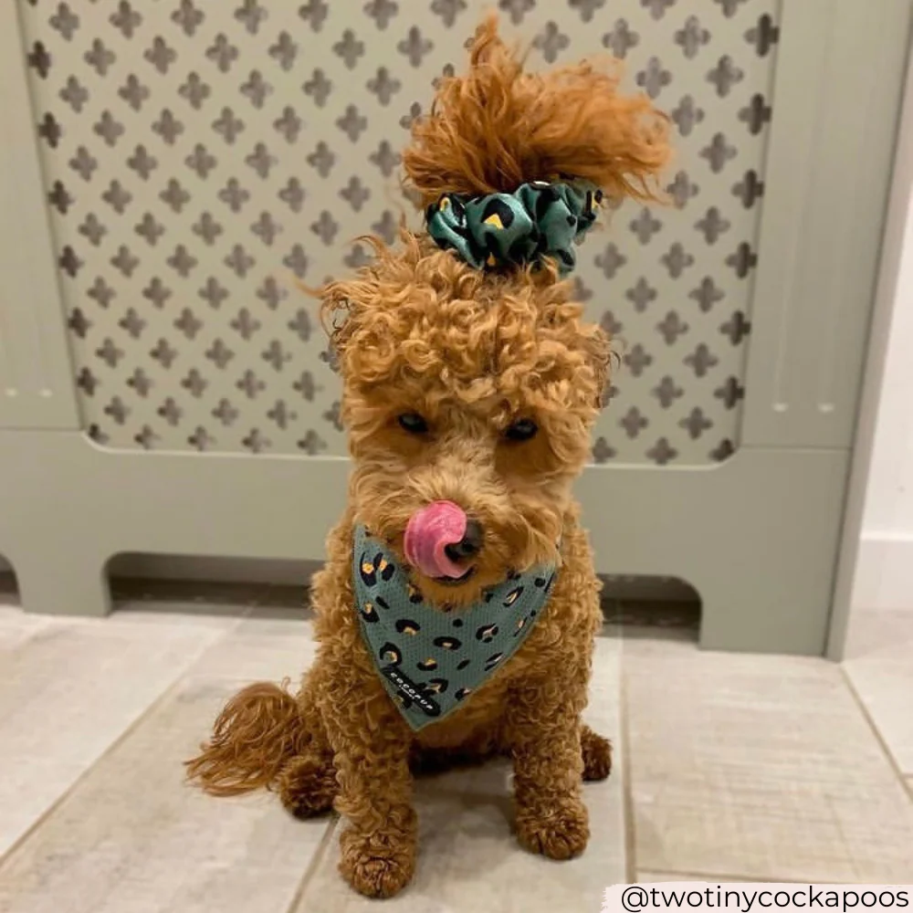 Khaki Leopard Bandana - Image 6