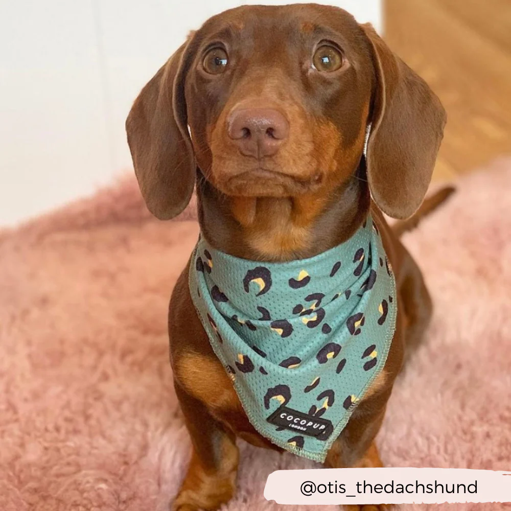 Khaki Leopard Bandana - Image 9