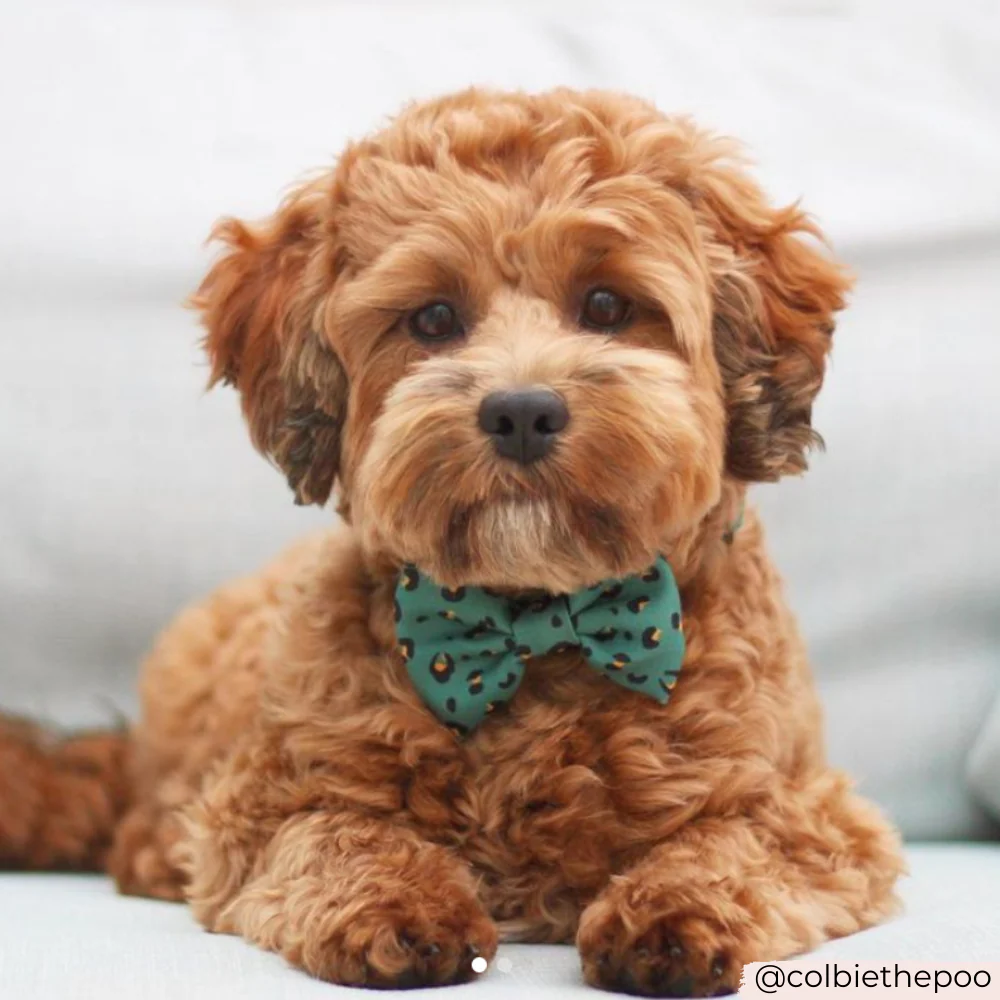 Khaki Leopard Bow Tie - Image 3