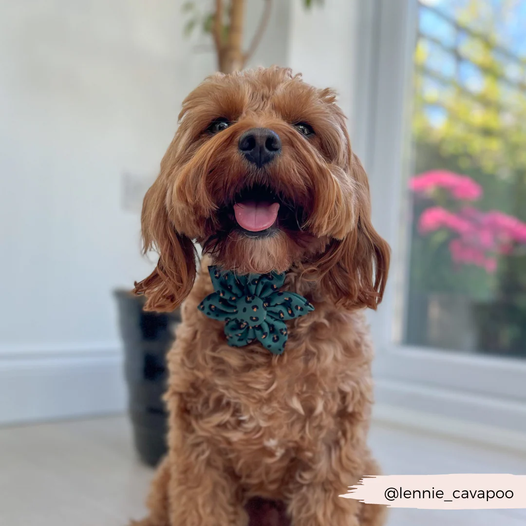 Khaki Leopard Collar Flower - Image 3