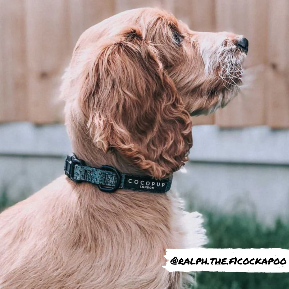 Khaki Leopard COLLAR - Image 4