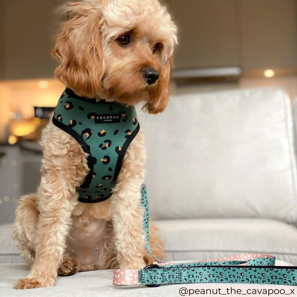 Khaki Leopard Lead - Image 4