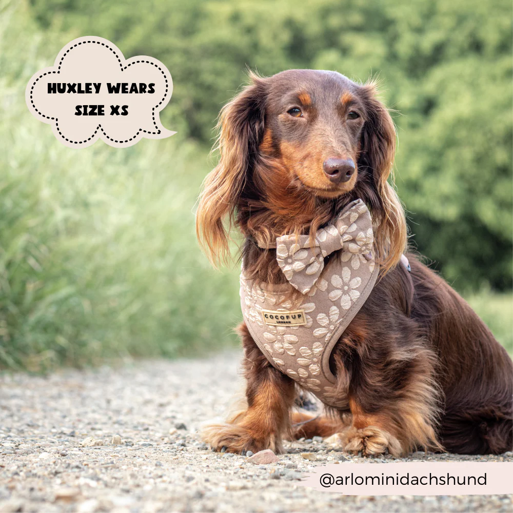 Luxe Adjustable Neck HARNESS - Mocha Flower - Image 10