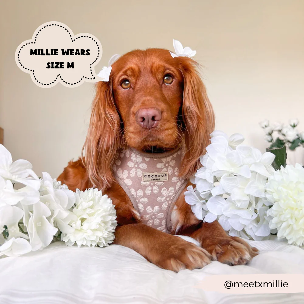 Luxe Adjustable Neck HARNESS - Mocha Flower - Image 11