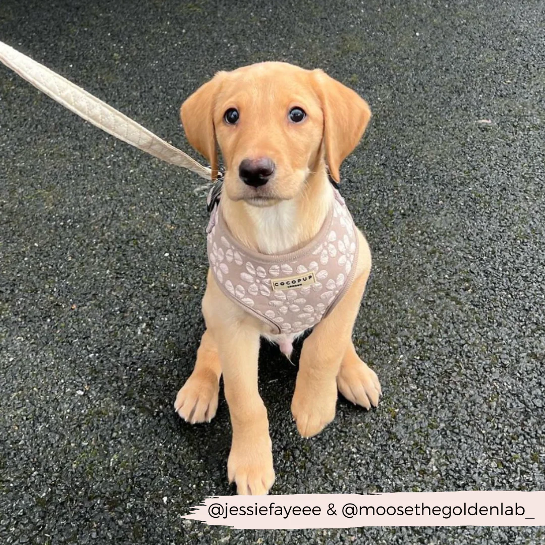 Luxe Adjustable Neck HARNESS - Mocha Flower - Image 14