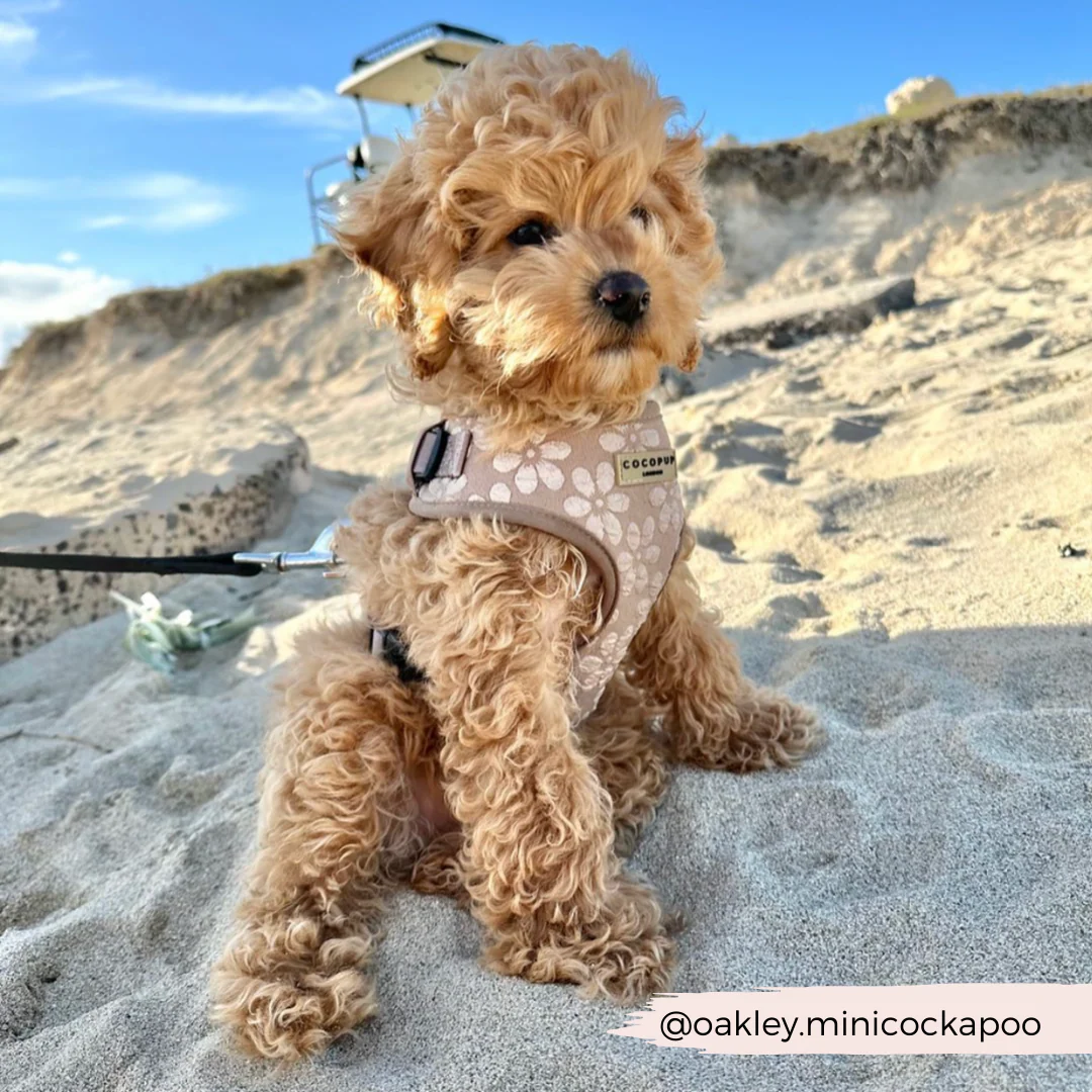 Luxe Adjustable Neck HARNESS - Mocha Flower - Image 15