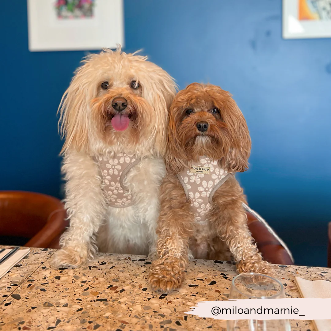 Luxe Adjustable Neck HARNESS - Mocha Flower - Image 18