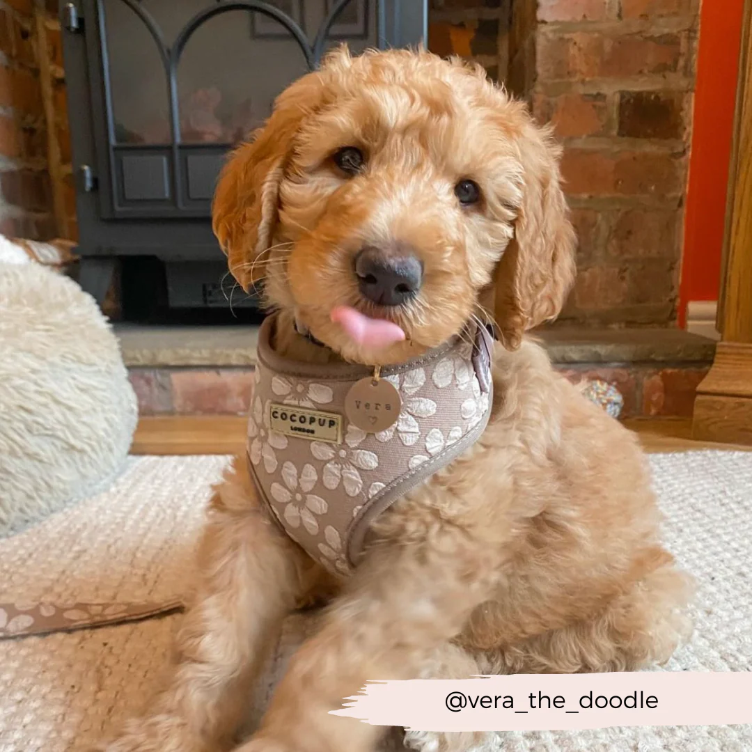 Luxe Adjustable Neck HARNESS - Mocha Flower - Image 20