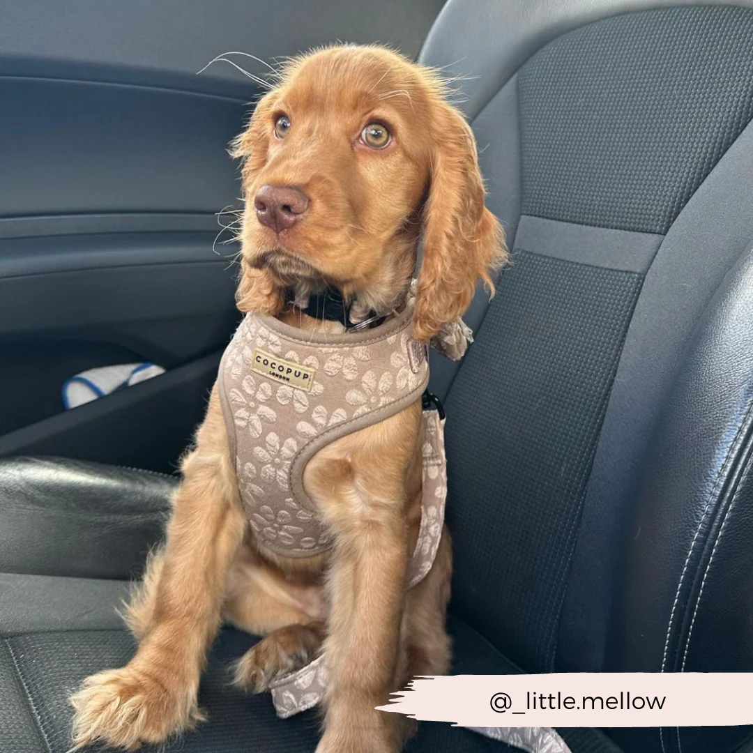 Luxe Adjustable Neck HARNESS - Mocha Flower - Image 21