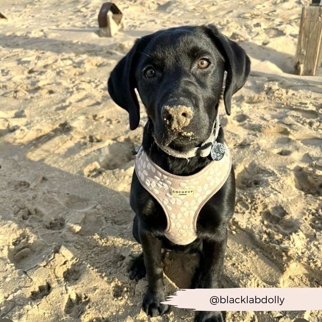 Luxe Adjustable Neck HARNESS - Mocha Flower - Image 22