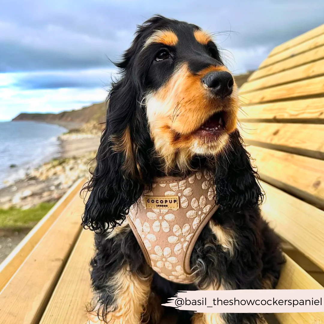 Luxe Adjustable Neck HARNESS - Mocha Flower - Image 25