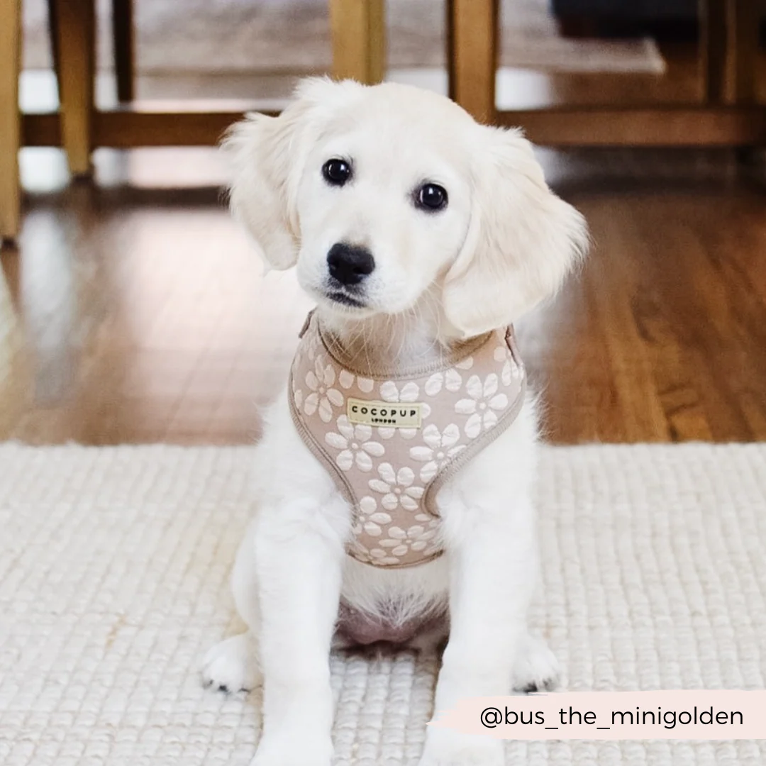 Luxe Adjustable Neck HARNESS - Mocha Flower - Image 26