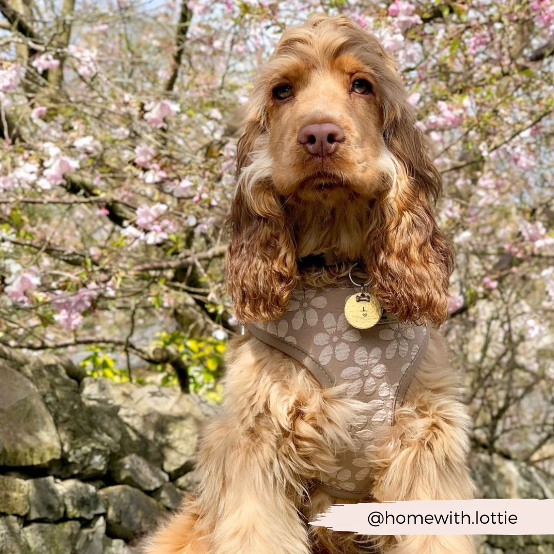 Luxe Adjustable Neck HARNESS - Mocha Flower - Image 27