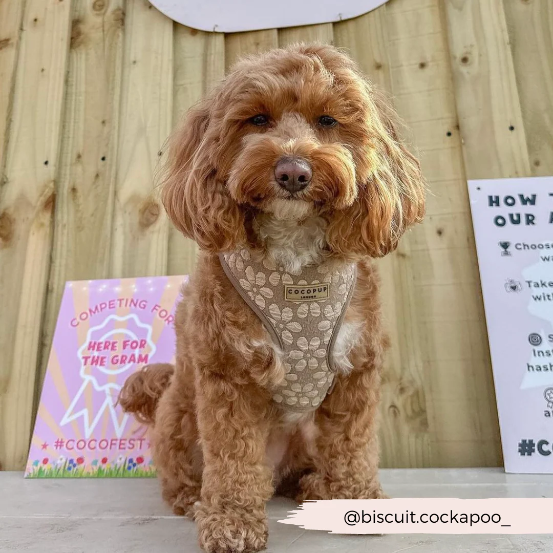 Luxe Adjustable Neck HARNESS - Mocha Flower - Image 29