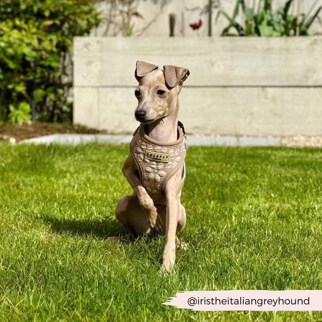 Luxe Adjustable Neck HARNESS - Mocha Flower - Image 30