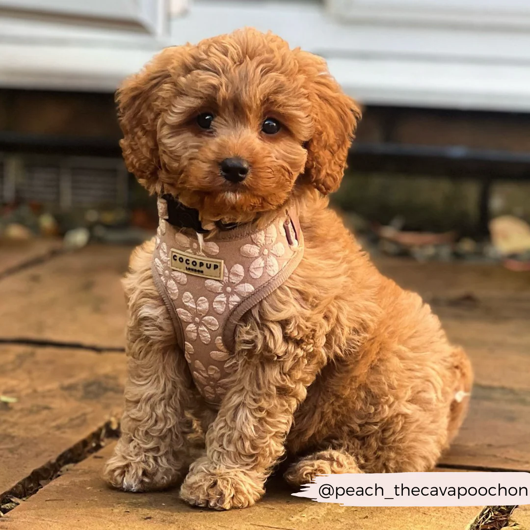 Luxe Adjustable Neck HARNESS - Mocha Flower - Image 32