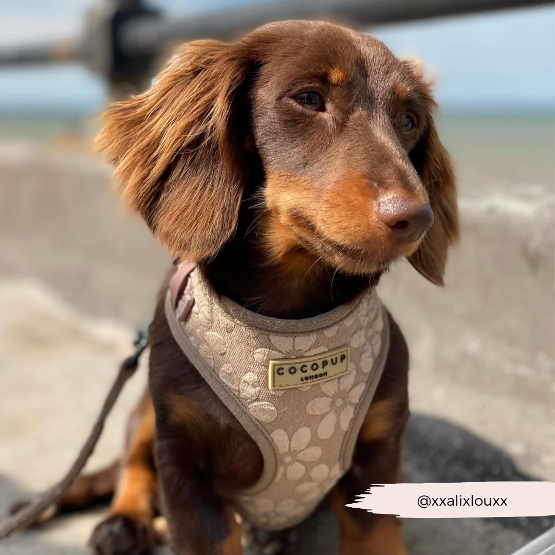 Luxe Adjustable Neck HARNESS - Mocha Flower - Image 35