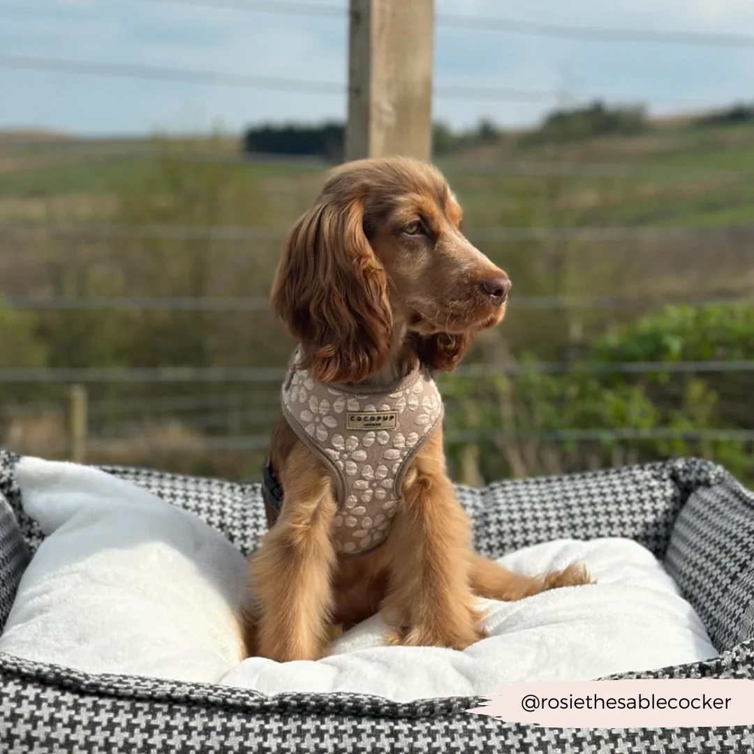 Luxe Adjustable Neck HARNESS - Mocha Flower - Image 36