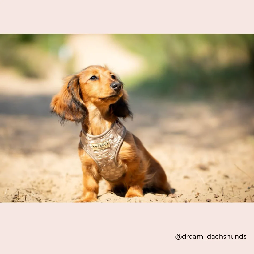 Luxe Adjustable Neck HARNESS - Mocha Flower - Image 37