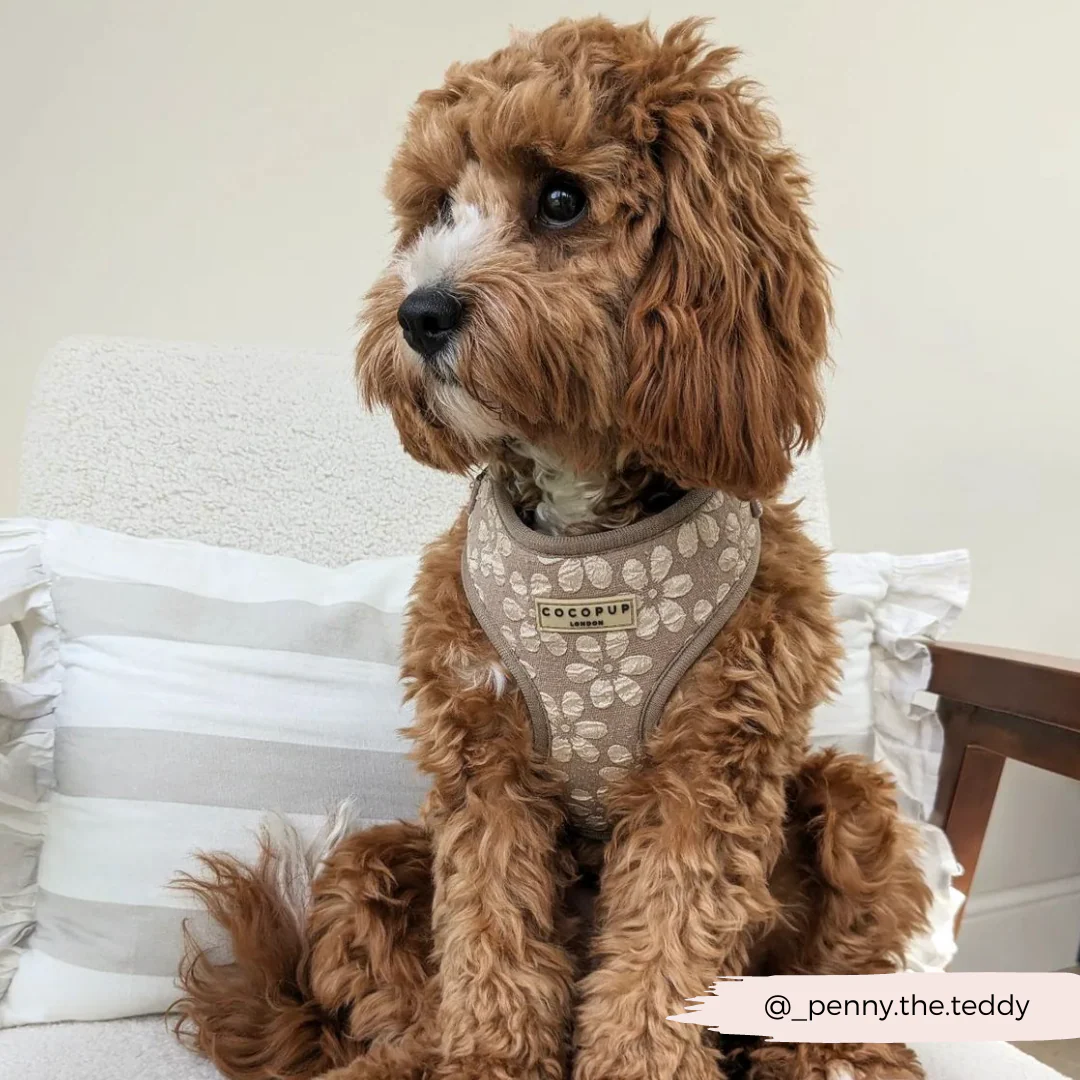 Luxe Adjustable Neck HARNESS - Mocha Flower - Image 38