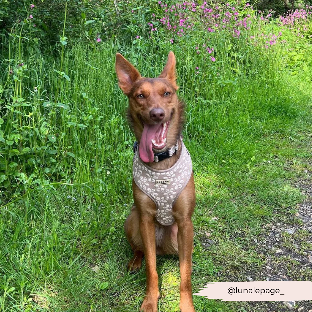Luxe Adjustable Neck HARNESS - Mocha Flower - Image 39
