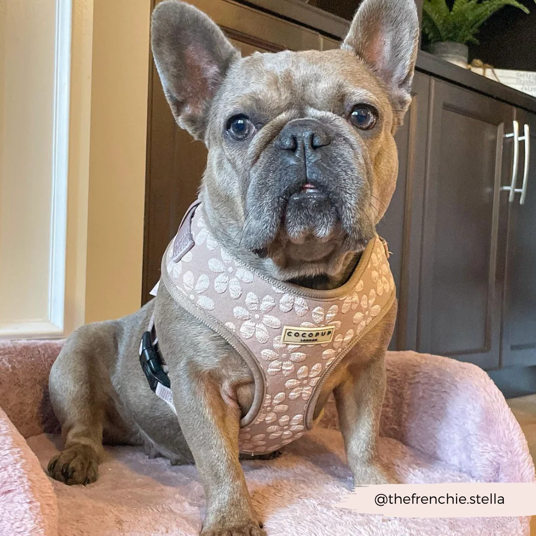 Luxe Adjustable Neck HARNESS - Mocha Flower - Image 40