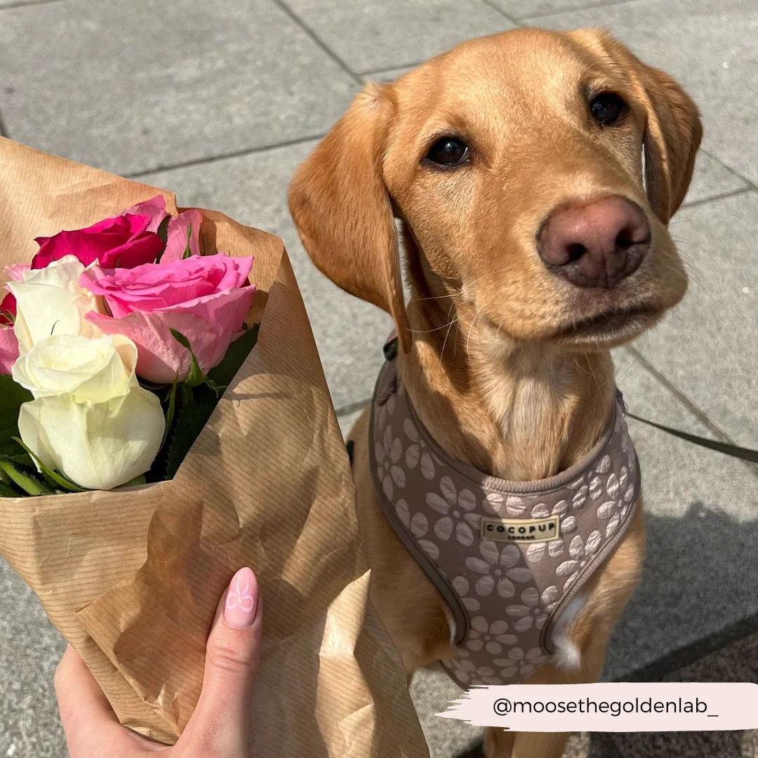 Luxe Adjustable Neck HARNESS - Mocha Flower - Image 41