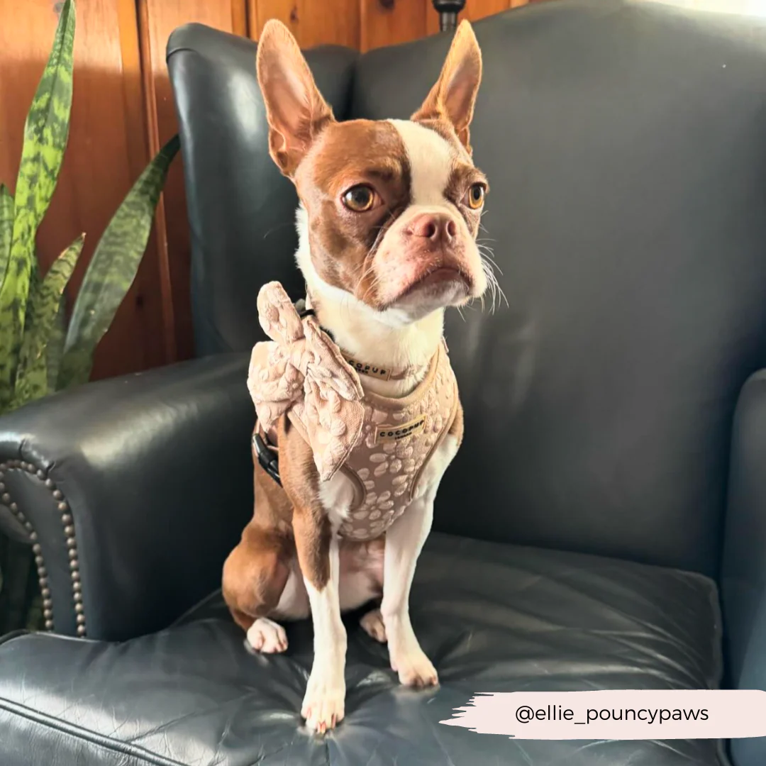 Luxe Adjustable Neck HARNESS - Mocha Flower - Image 42