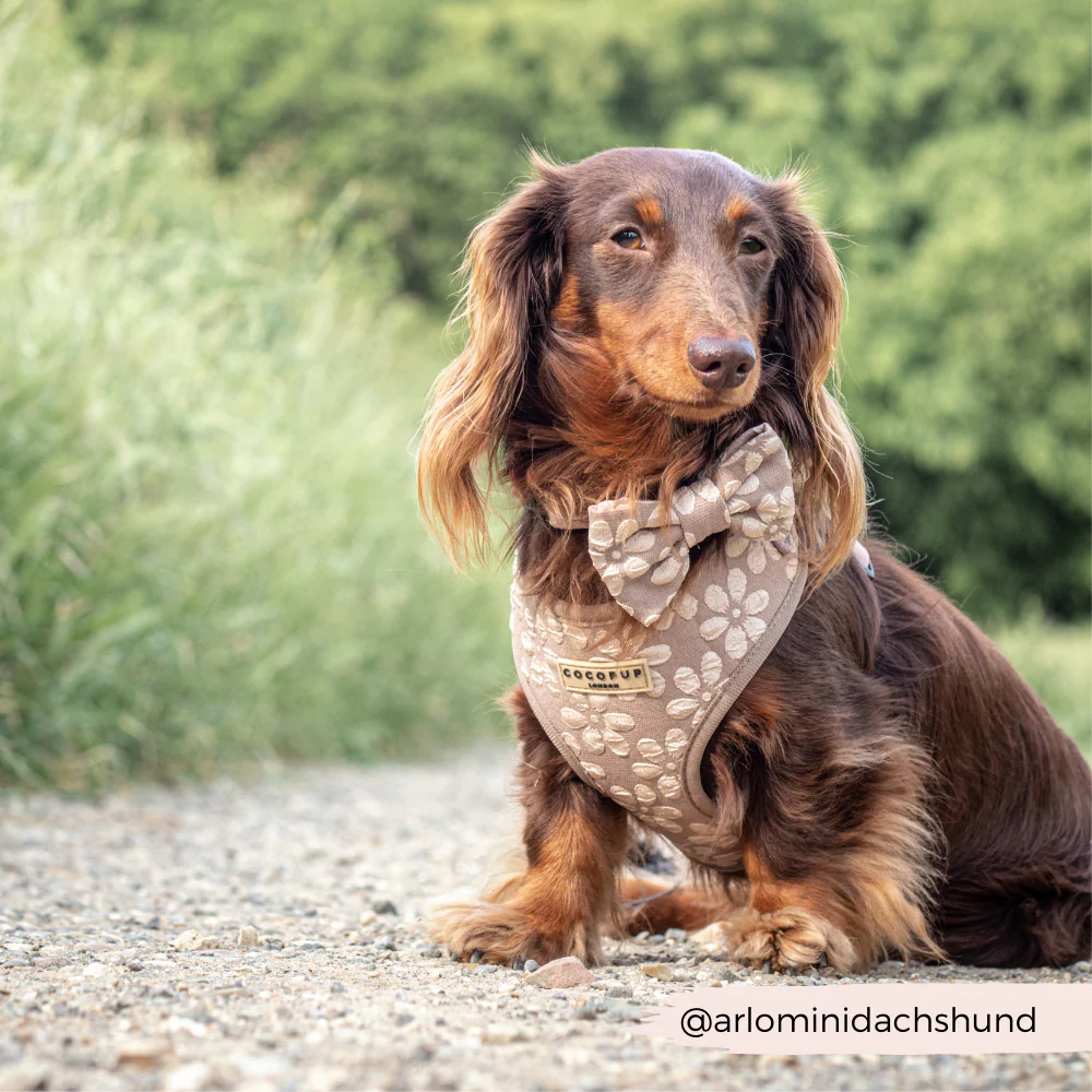 Luxe Bow Tie - Mocha Flower - Image 5
