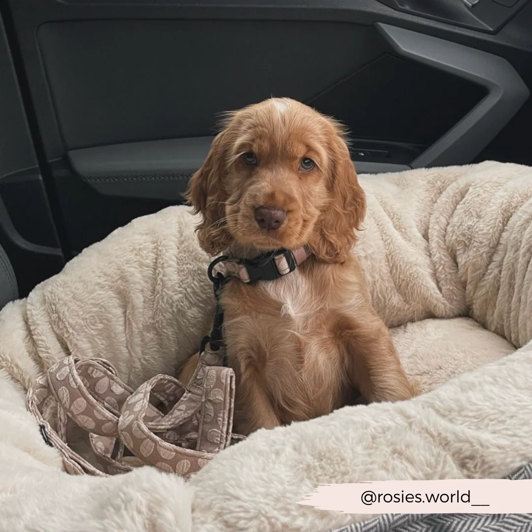 Luxe COLLAR - Mocha Flower - Image 5