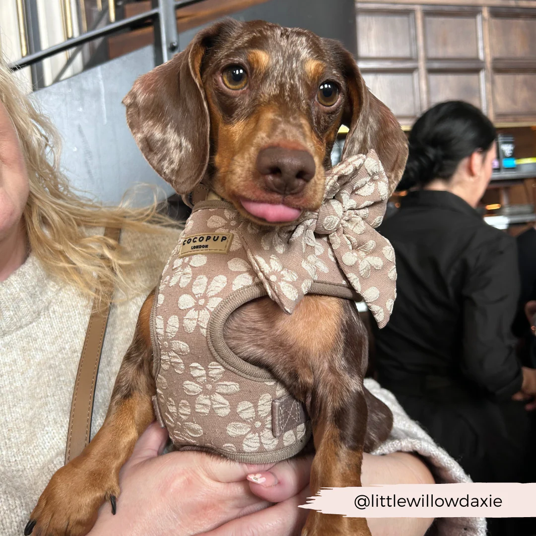 Luxe Sailor Bow Tie - Mocha Flower - Image 11