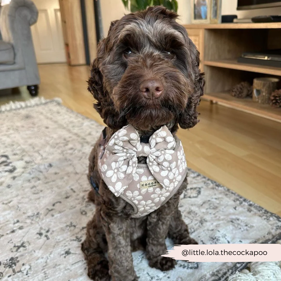 Luxe Sailor Bow Tie - Mocha Flower - Image 12