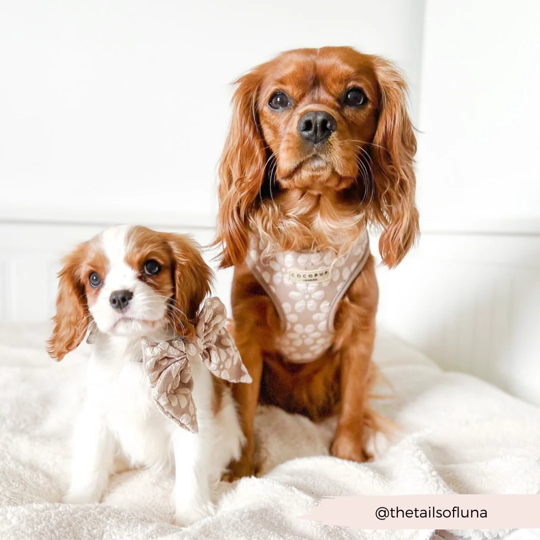 Luxe Sailor Bow Tie - Mocha Flower - Image 13