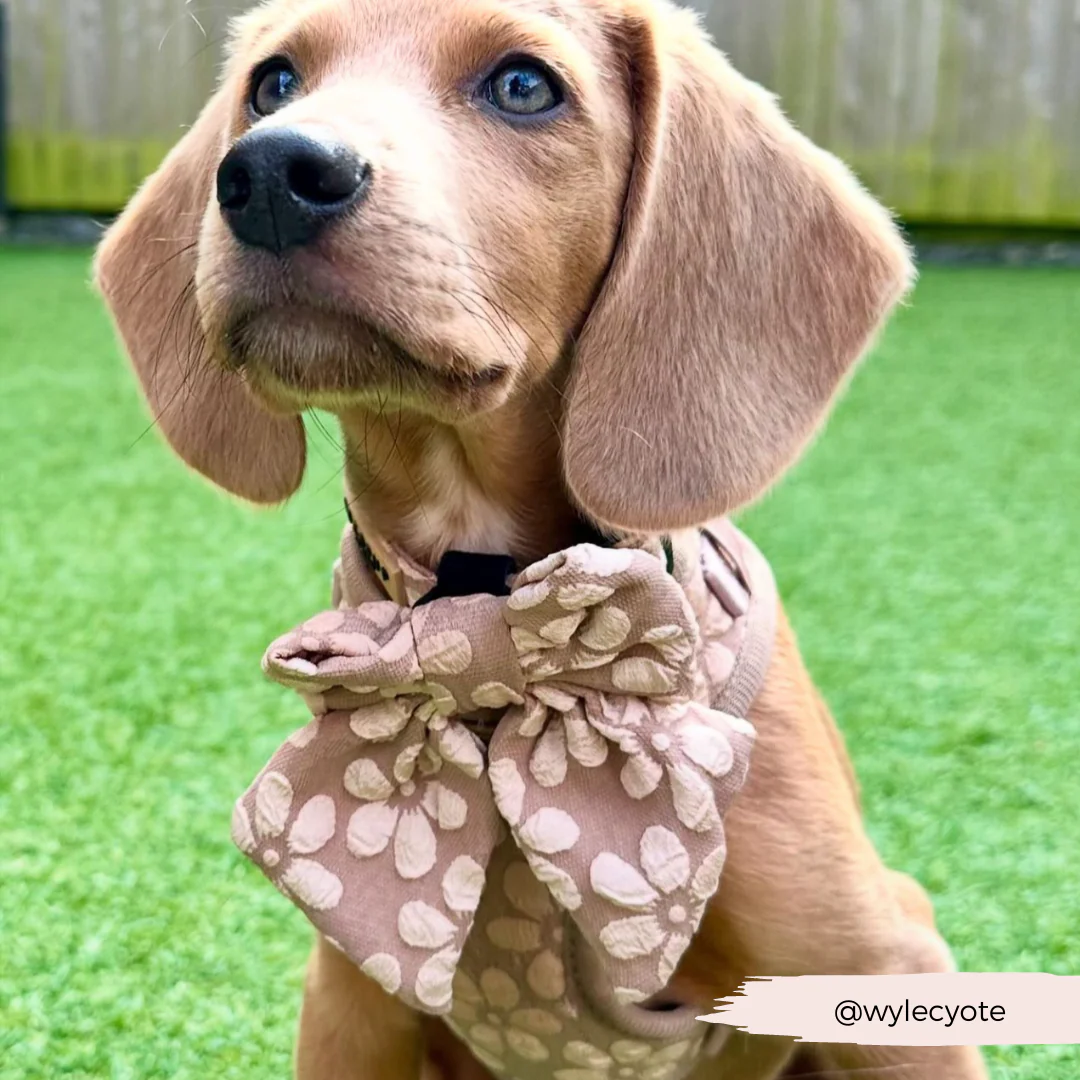 Luxe Sailor Bow Tie - Mocha Flower - Image 15