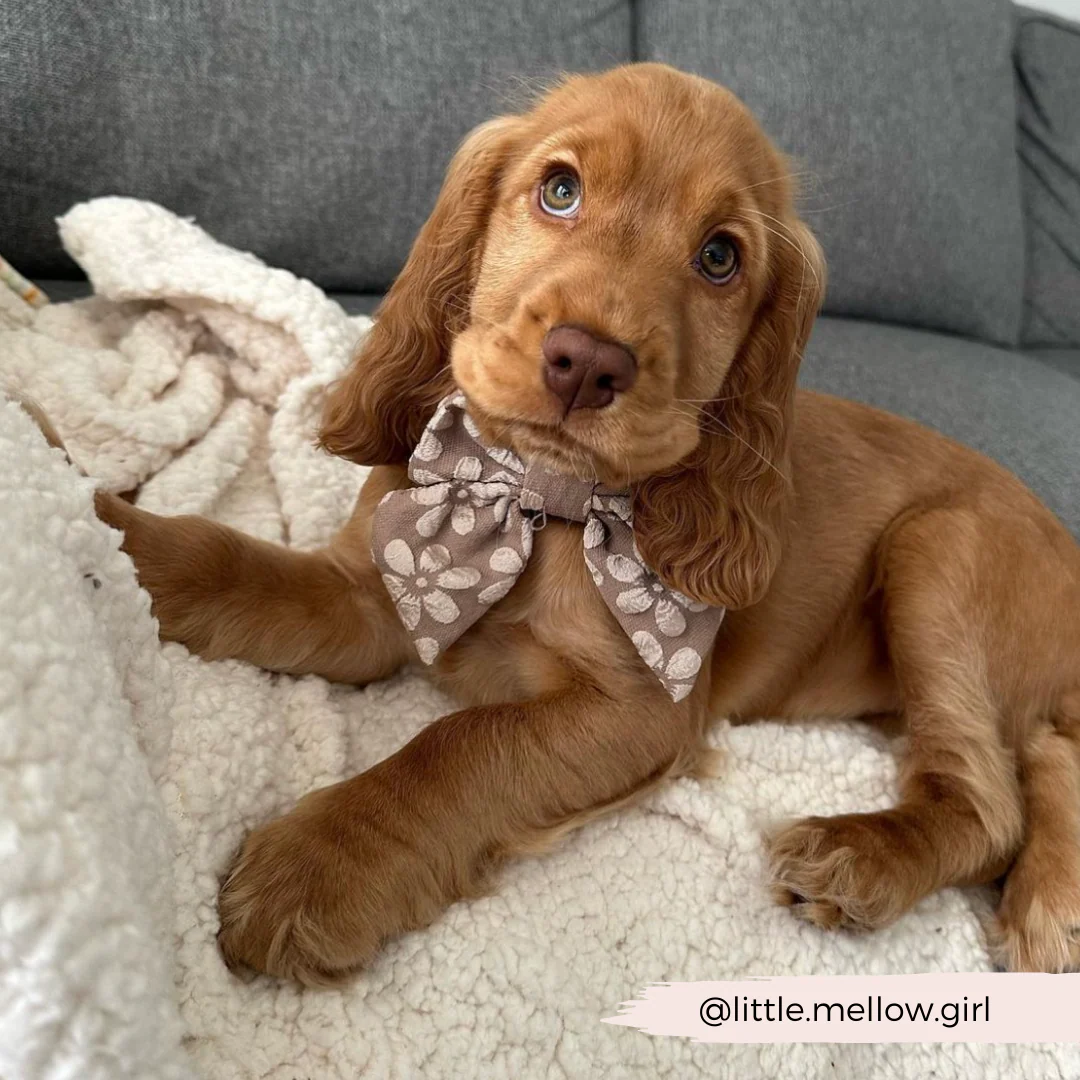 Luxe Sailor Bow Tie - Mocha Flower - Image 8