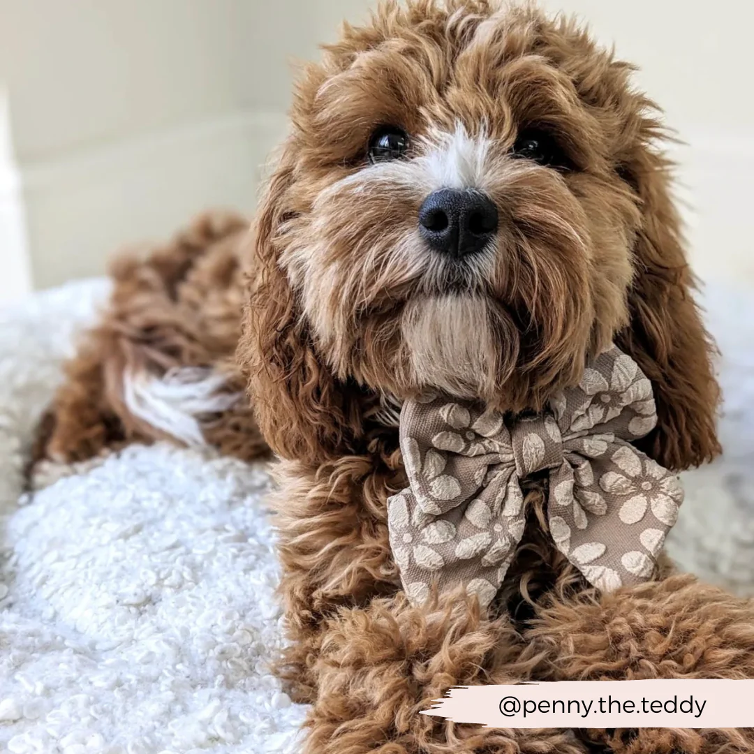Luxe Sailor Bow Tie - Mocha Flower - Image 9