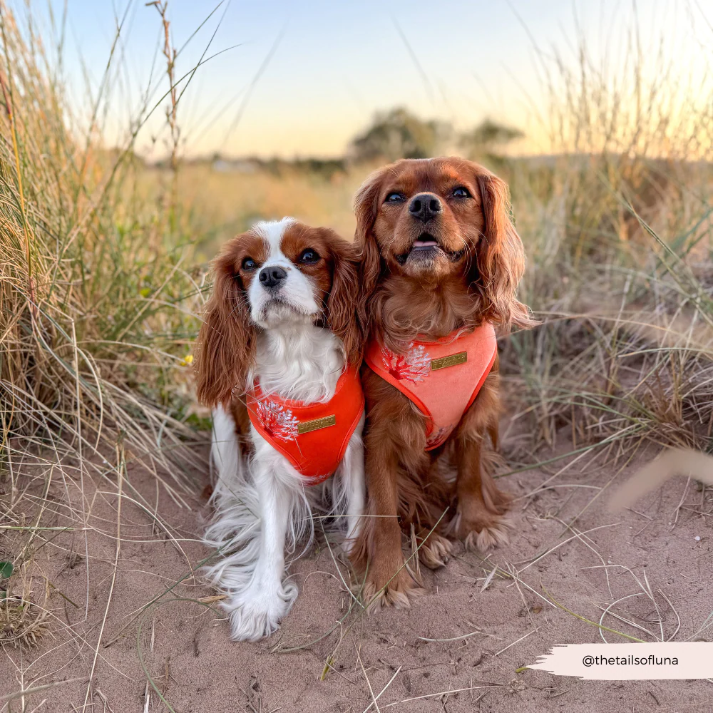 Luxe Velvet Adjustable Neck HARNESS- Coral Core - Image 10
