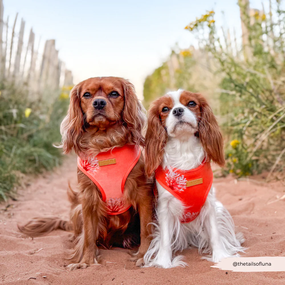 Luxe Velvet Adjustable Neck HARNESS- Coral Core - Image 12