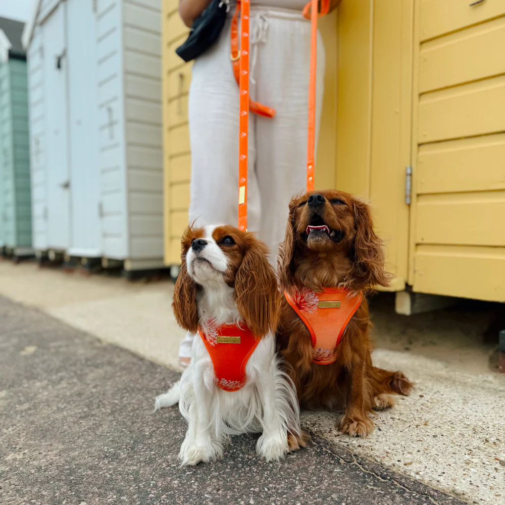 Luxe Velvet Adjustable Neck HARNESS- Coral Core - Image 15